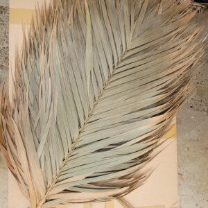 Feuilles de palmier Areca 60cm (1 feuille)