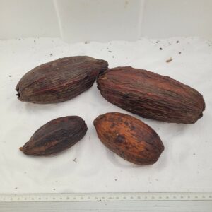 Cabosses de cacao entières (Theobroma cacao)