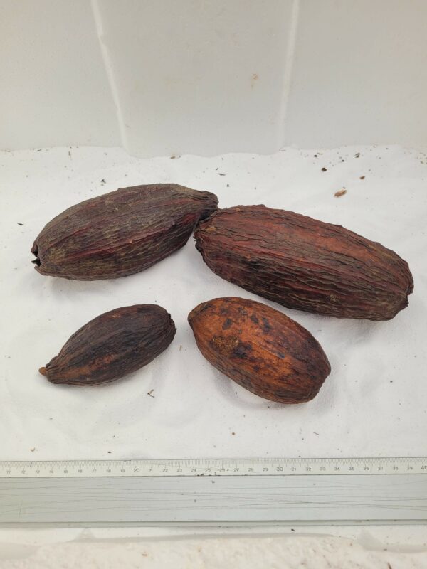 Cabosses de cacao entières (Theobroma cacao)