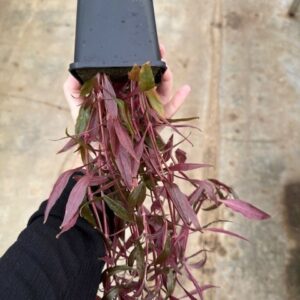 Alternanthera roseafolia