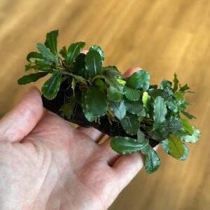Driftwood (small) met bucephelandra