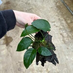 Driftwood (small) met anubias
