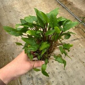 Cryptocoryne wendtii green