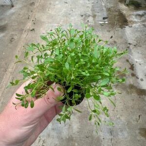Glossostigma elantinoides