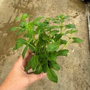 Ludwigia palustris groen