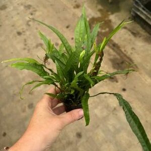 Microsorum narrow leaf