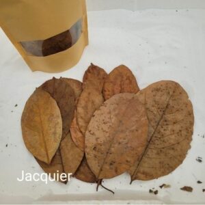 Feuilles de Jacquier +/-10gr sous kraft (Artocarpus heterophyllus)