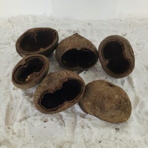 Cosses de palmier (Borassus flabelliver)