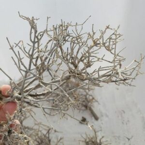 Dry Tree /100gr