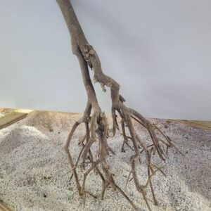 Branche de murrier 40cm (Morus alba)