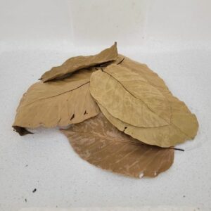 Feuilles de sal (Shorea robusta) +/- 10gr sous kraf